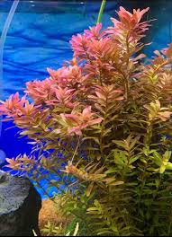 Rotala rotundifolia ‘Round’ – Vibrant pink-green aquarium stem plant with rounded leaves growing in freshwater tank