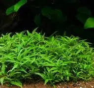 Staurogyne ‘Porto Velho’ – compact green freshwater aquarium plant with narrow leaves, ideal for foreground or midground aquascaping.