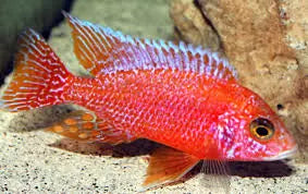 Strawberry Peacock Cichlid – vibrant pink-red African cichlid from Lake Malawi, swimming in a freshwater aquarium.
