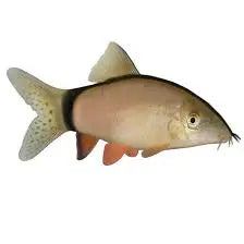 Skunk Loach (Yasuhikotakia morleti) Active Bottom-Dwelling Cleaner 