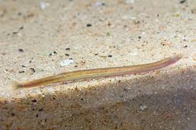 Golden Kuhli Loach (Pangio kuhlii var. gold) Peaceful Bottom-Dwelling Scavenger 