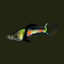 El Tigre Endler male with bright orange, black, and metallic markings swimming in a freshwater aquarium.