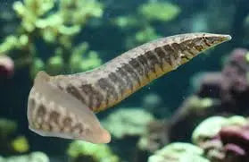 Banded Spiny Eel (Macrognathus circumcinctus) Peaceful Nocturnal Oddball Fish 