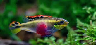 Rainbow Kribensis â€“ Colorful Dwarf Cichlid for Community AquariumsÂ 