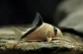 Corydoras melini False Bandit Cory Catfish 