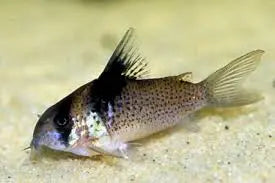Black-Spotted Corydoras Corydoras melanistius with silver body and dark spots foraging on sand substrate in a planted freshwater aquarium