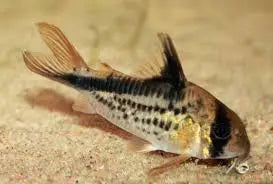 Corydoras loxozonus Elegant Skunk-Pattern Cory Catfish 