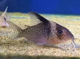 Delphax Corydoras Corydoras delphax with silver gray coloration and dark body band foraging on sand substrate in a planted freshwater aquarium