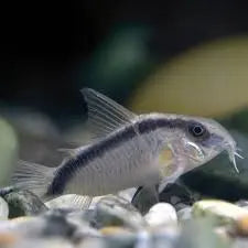 Corydoras arcuatus Skunk Cory Catfish for Peaceful Aquariums 