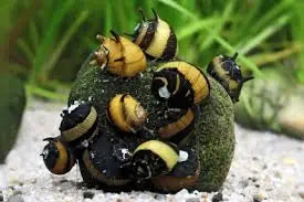 Horned Tricolor Nerite Snail Clithon corona freshwater algae-eating snail with horned shell and gold brown black pattern in a planted aquarium