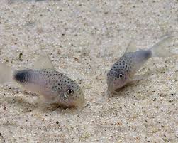 Smudge Spot Corydoras Corydoras similis displaying silver blue coloration and dark tail marking while foraging on sand substrate in a planted freshwater aquarium