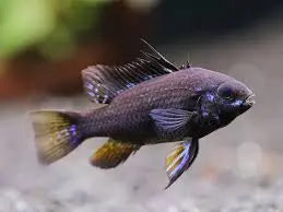 Black Ram Cichlid (Mikrogeophagus ramirezi) â€“ Striking & Peaceful Dwarf CichlidÂ 