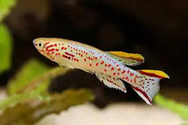 Gardneri Killifish (Fundulopanchax gardneri) Colorful & Hardy Freshwater Killifish 