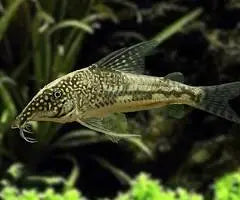 Corydoras barbatus large peaceful cory catfish
