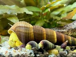Yellow Spotted Rabbit Snail – Tylomelania zemis 