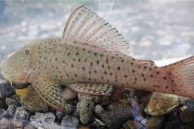 Chaetostoma sp. Green (L146) Green Rubber Lip Pleco / River Algae Grazer 