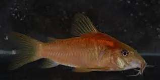 Corydoras sp. Red Rare Red Cory Catfish 