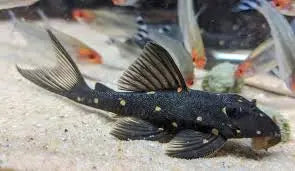 Mustard Spot Pleco (LDA031 / LDA081) Peaceful Yellow-Spotted Pleco 