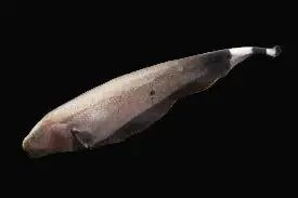 Golden Ghost Knife Fish albino freshwater oddball fish with pale golden body and flowing movement