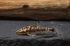 Nannoptopoma sternopychum Rare Dwarf Otocinclus Catfish 