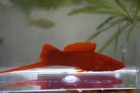 Albino Swordtail (Xiphophorus hellerii ‘Albino Wien’) 