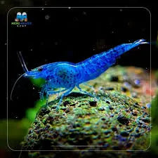 Blue Cherry Shrimp (Neocaridina davidi)Â 