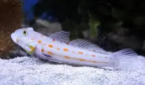 Goby | Diamond Sleeper Goby (Valenciennea puellaris) 