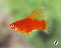 Sunset Highfin Platy – Live Freshwater Aquarium Fish 
