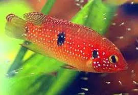 Hemichromis sp. â€œYellow Sunshineâ€ â€“ Jewel Cichlid VariantÂ 