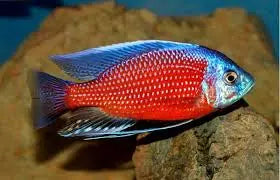 Copadichromis borleyi Kadango Red Fin for sale – metallic blue Lake Malawi Hap cichlid with vivid red-orange fins | Tropical Treasures Wyo