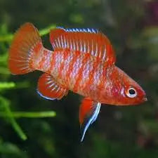 Dario hysginon Scarlet Badis (Red Neon) Medium to Large 