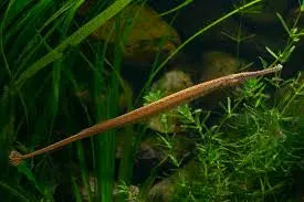Microphis brachyurus aculeatus – Freshwater Pipefish 