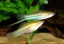 Green Swordtail (Xiphophorus hellerii) – Medium to Large 