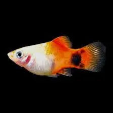 Tricolor Mickey Mouse Platy (Xiphophorus maculatus) 