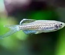 Leopard Danio (Danio rerio ‘Leopard’) 