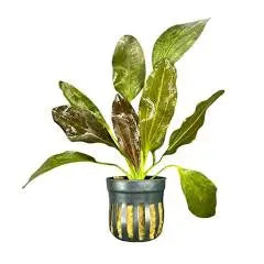 Echinodorus Impai aquarium plant with crimson red ruby leaves