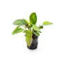 Echinodorus horizontalis ˜Variegated Rare Variegated Sword Cream & Green Foliage Statement Centerpiece Plant 
