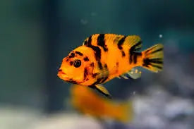 African Cichlid – Zebra Red Blotch  Lake Malawi Mbuna • Bold Red Patterning • Active & Hardy 