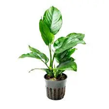 Anubias congensis Broad aquarium plant with wide elongated green leaves attached to driftwood in a freshwater planted tank.