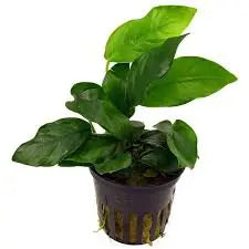 Anubias Nana Type D aquarium plant with compact textured green leaves