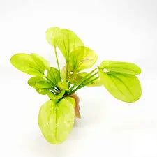 Echinodorus Yellow Sun Golden-Yellow Sword Plant • Bright Centerpiece • Freshwater Planted Tank Favorite 