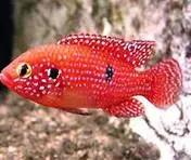 Jewel Cichlid (Hemichromis bimaculatus) – bright red African cichlid with blue-green iridescent spots swimming near rocks in a freshwater aquarium
