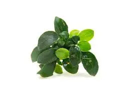 Anubias Nana Petite aquarium plant with tiny dark green leaves