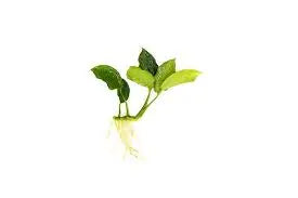 Anubias Nana Long Wavy aquarium plant with long rippled green leaves