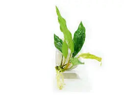 Anubias barteri var. glabra ˜Minima Compact Narrow-Leaf Anubias Hardy Rhizome Plant Perfect for Hardscape 