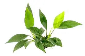 Anubias barteri var. glabra (Lanceolata) Tall Narrow-Leaf Anubias Hardy Rhizome Plant Perfect for Driftwood & Rocks 