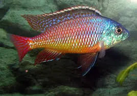 African Cichlid | Hap Cherry Red (Haplochromine Cichlid) 