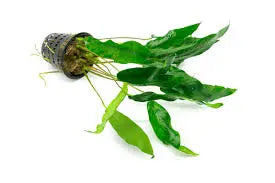 Anubias barteri ˜Short & Sharp Compact Hardy Anubias Thick Pointed Leaves Low-Light Favorite 