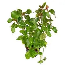 Ludwigia inclinata ˜Dark Orange Deep Orange Stem Plant High-Color Aquascape Accent Premium Freshwater Favorite 
