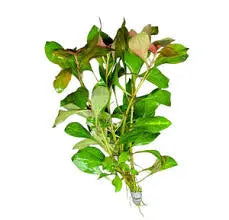 Ludwigia ovalis  Red-Orange Stem Plant • Easy Color Accent • Freshwater Planted Tank Favorite 